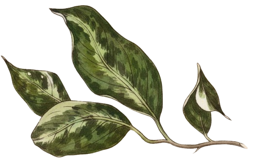 leaf