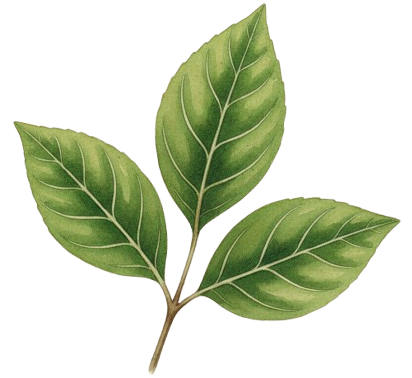 leaf
